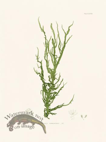 Bradbury Seaweed 168